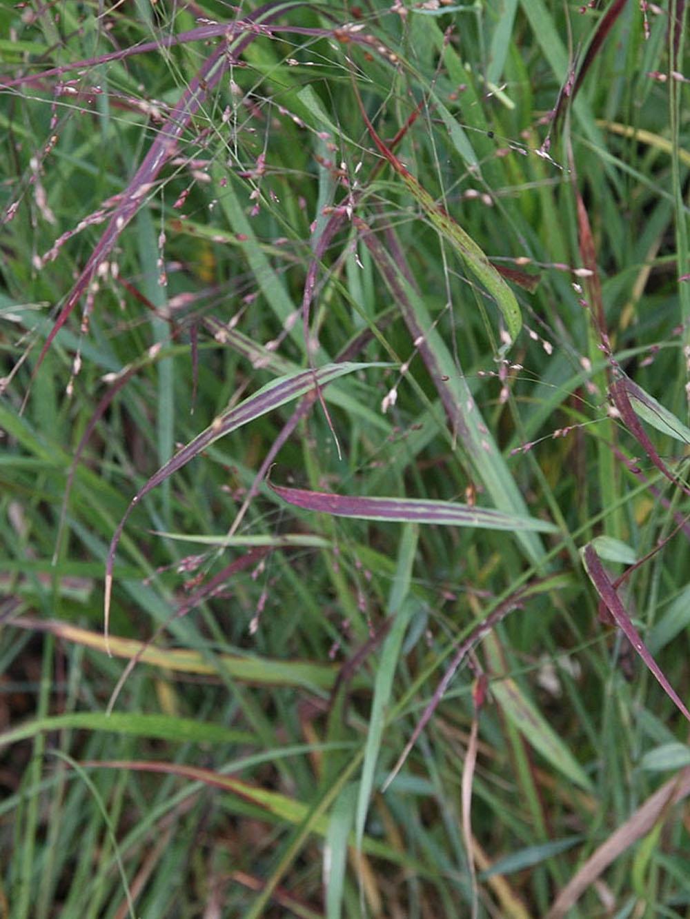 Cave-n-Rock Switchgrass